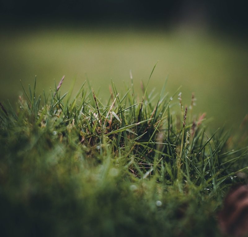 selective focus photography of green grass