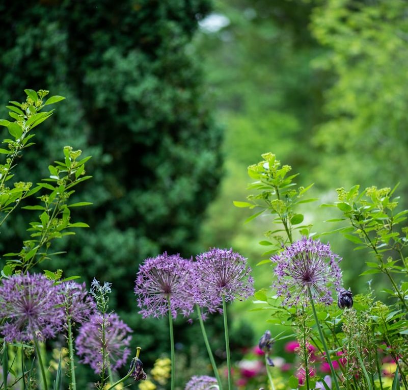 purple petaled flowers