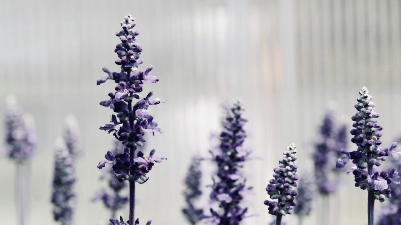 focused photo of a purple lavander